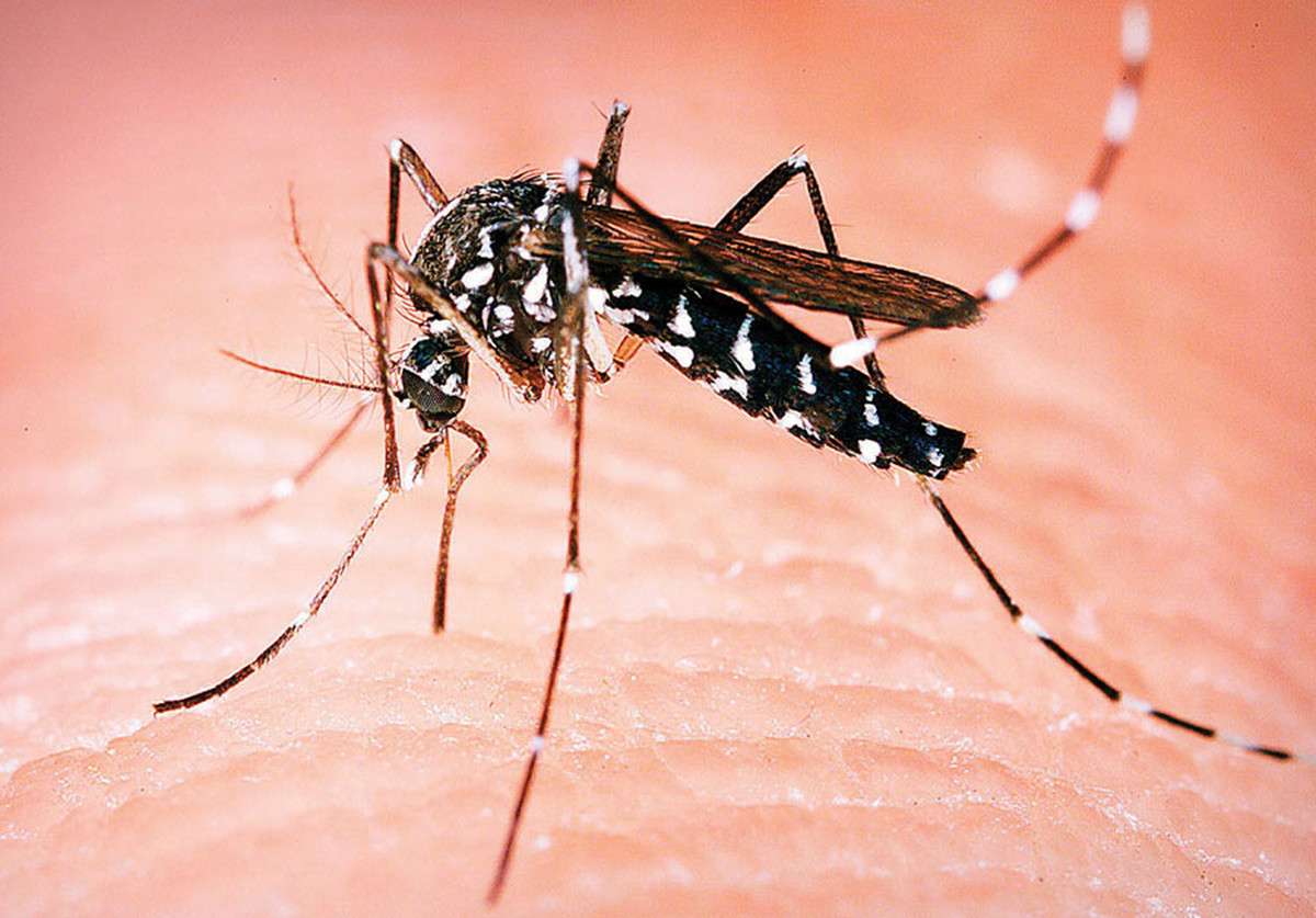 Ova stvar privlači i bukvalno uništava komarce!