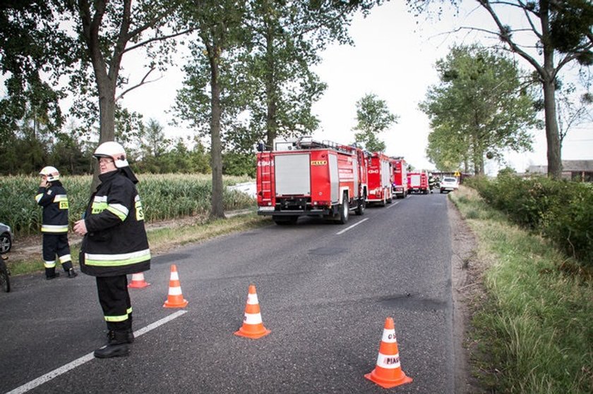 Strażacy ganiali świnie po wsi