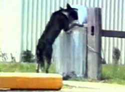 Pies dla kości zrobi wszystko