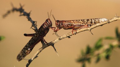 Najgorsza od ponad 60 lat plaga szarańczy na Madagaskarze