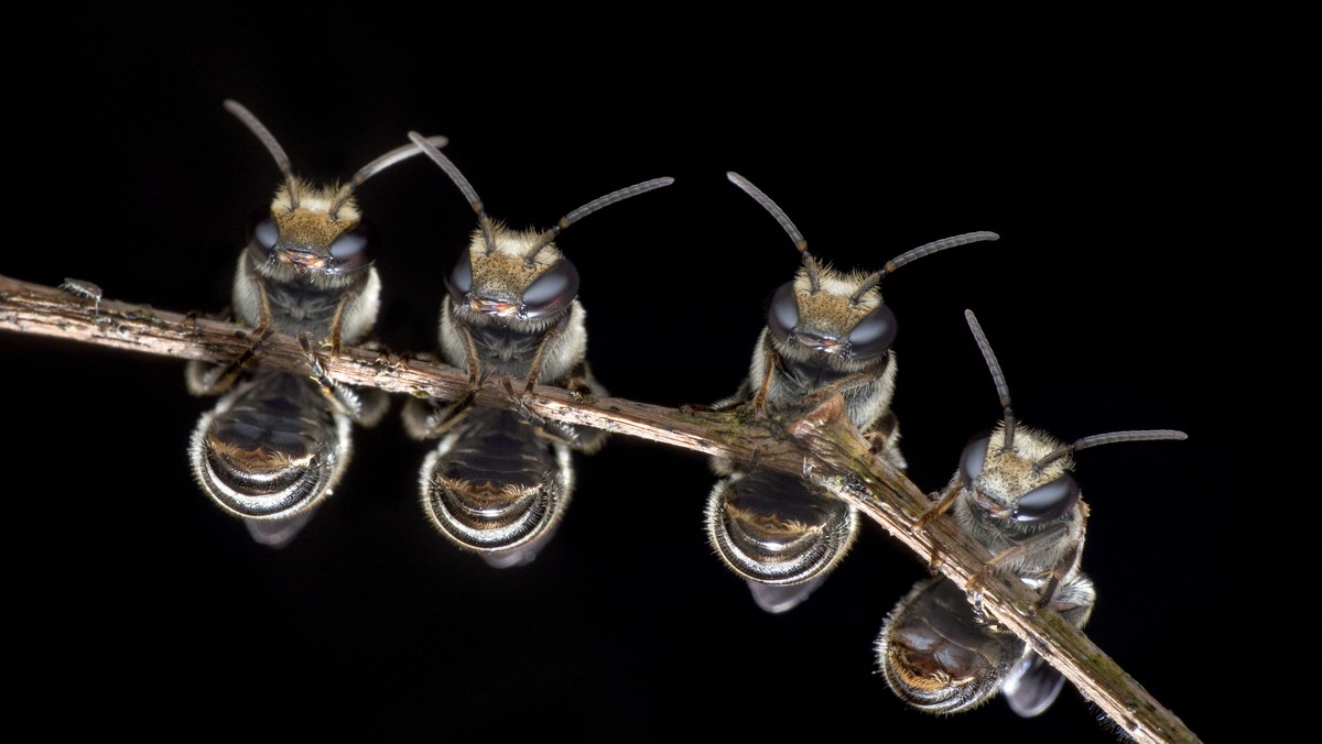 Fot.  Melvyn Yeo/Biosphoto/East News