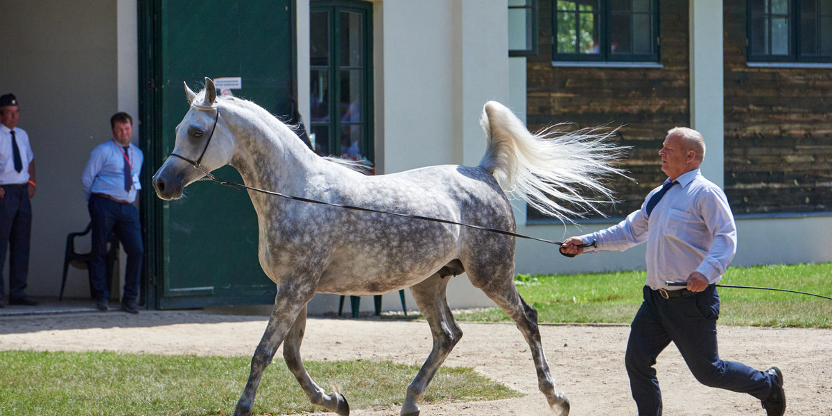 Aukcja "Pride of Poland" co roku skupia pasjonatów hodowli koni czystej krwi arabskiej.