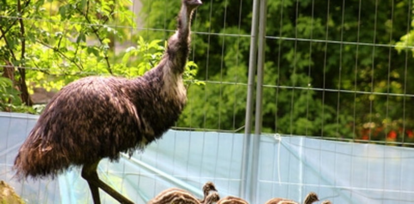 Małe emu wyszyły na spacer z dumnym tatą