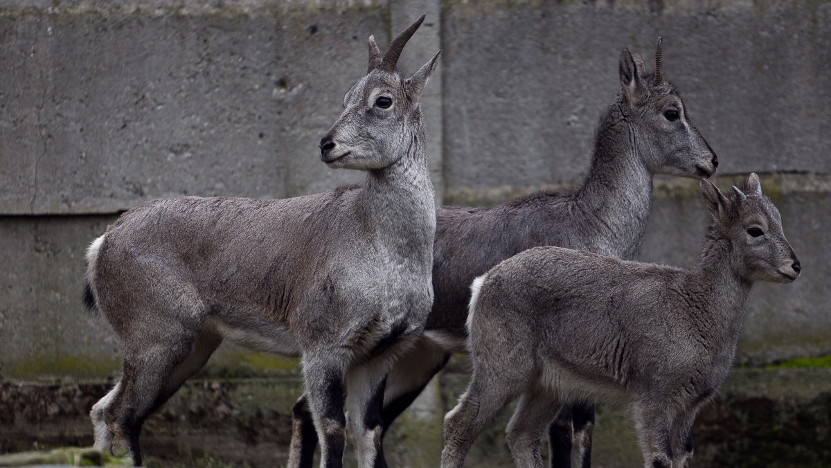 Nachury we wrocławskim zoo