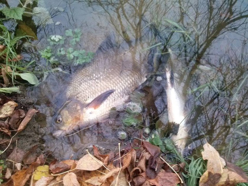 Środek insektobójczy zabił ryby w Warcie