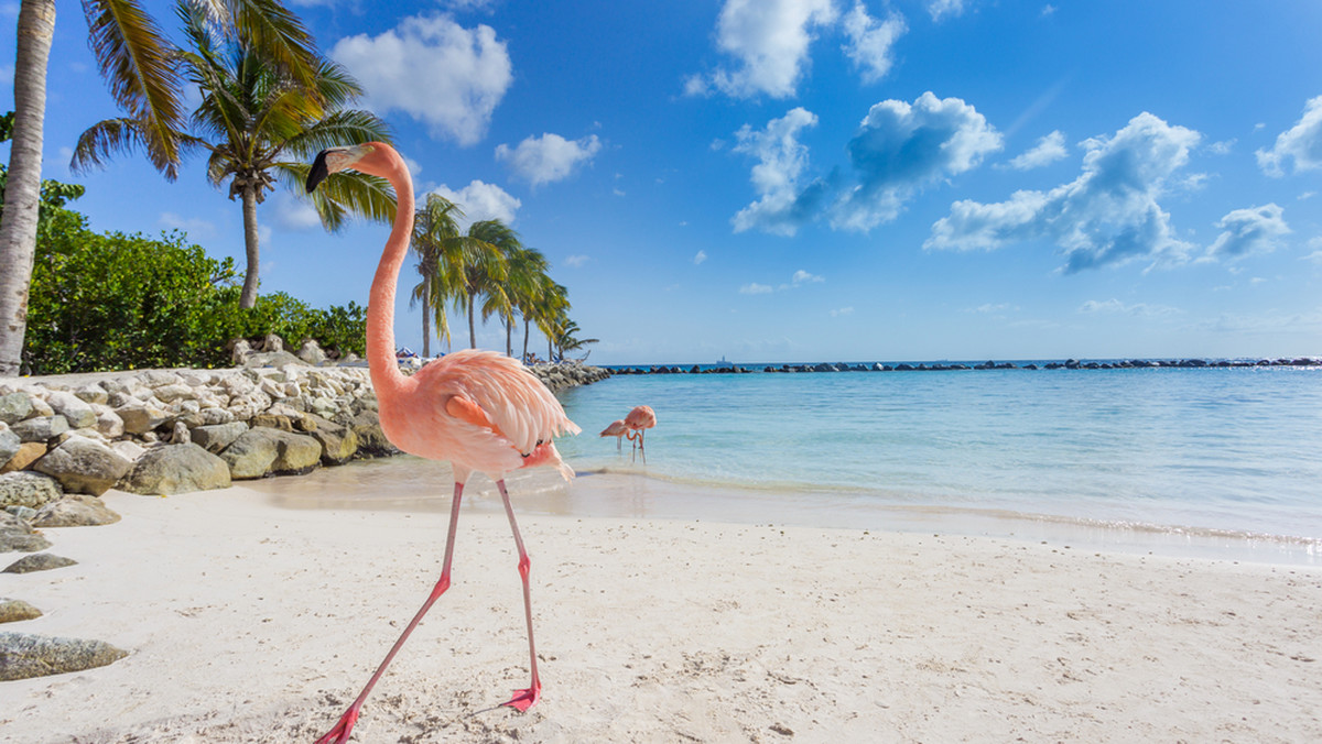 Wyspa Odrodzenia: słynne flamingi niedaleko Aruby