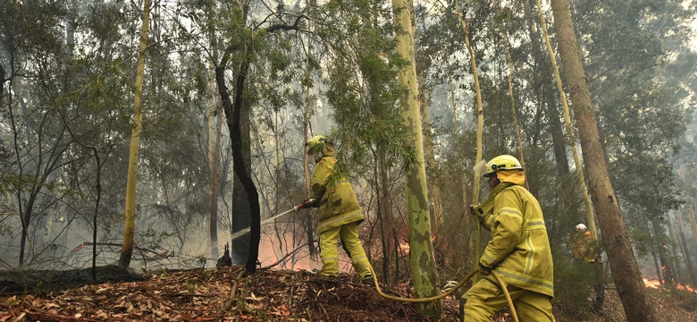 Ponad pół miliarda zwierząt zginęło w pożarach Australii. Pożary wyzwoliły tak wysokie temperatury, że powstał mikroklimat [ZDJĘCIA]