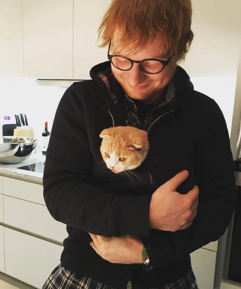 Sławni właściciele kotów: Ed Sheeran