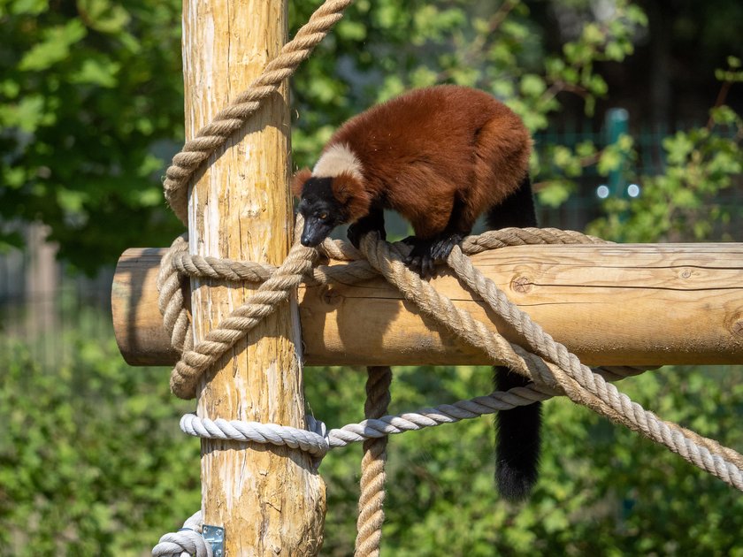 Skłócone stado lemurów dostało rezydencję na zgodę