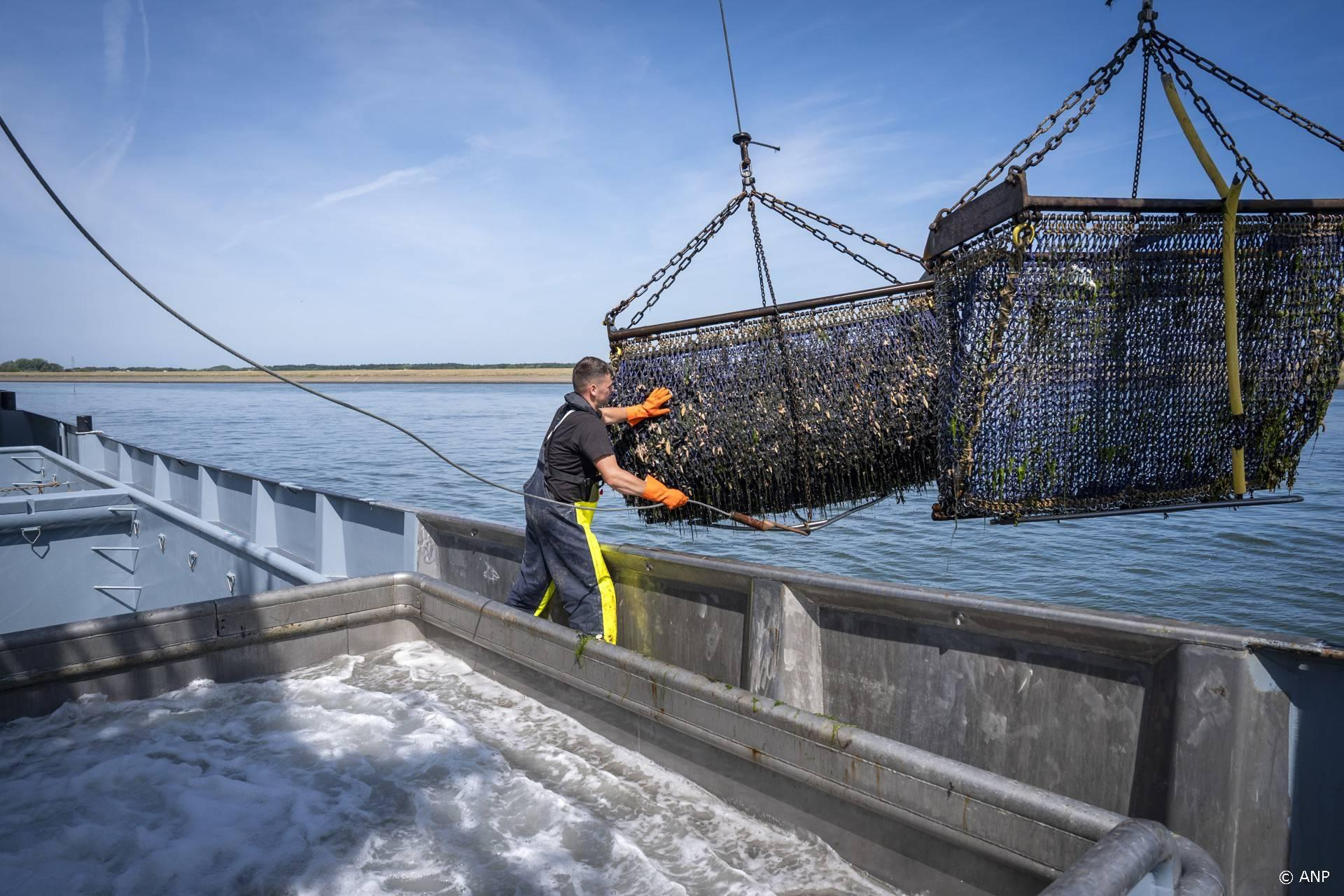 Nederlandse mosselproductie daalt naar laagste peil in 30 jaar