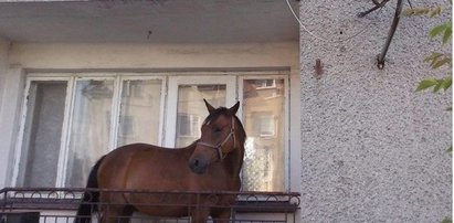 Koń na balkonie w bloku? Takie rzeczy tylko w Grajewie