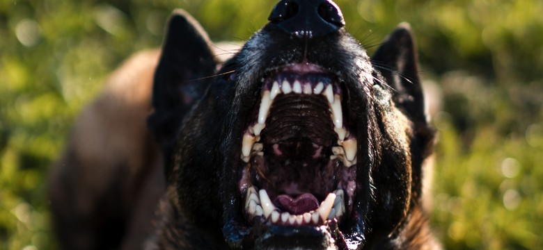 Psy zagryzły mężczyznę. Właściciel zwierząt usłyszał zarzuty