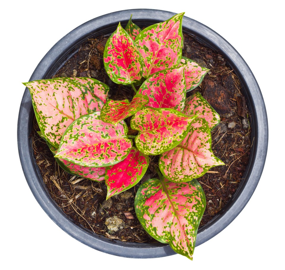 Aglaonema (Aglaonema Schott)