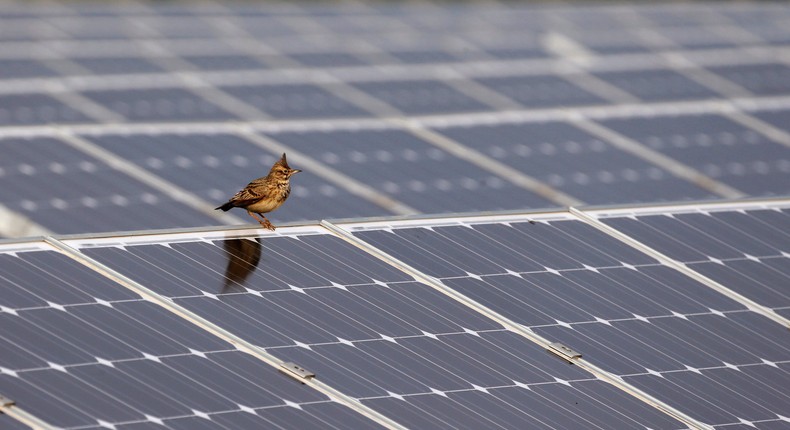 A bird sits on a solar panel at a solar power station on the outskirts of Simferopol, March 25, 2014.REUTERS/Vasily Fedosenko