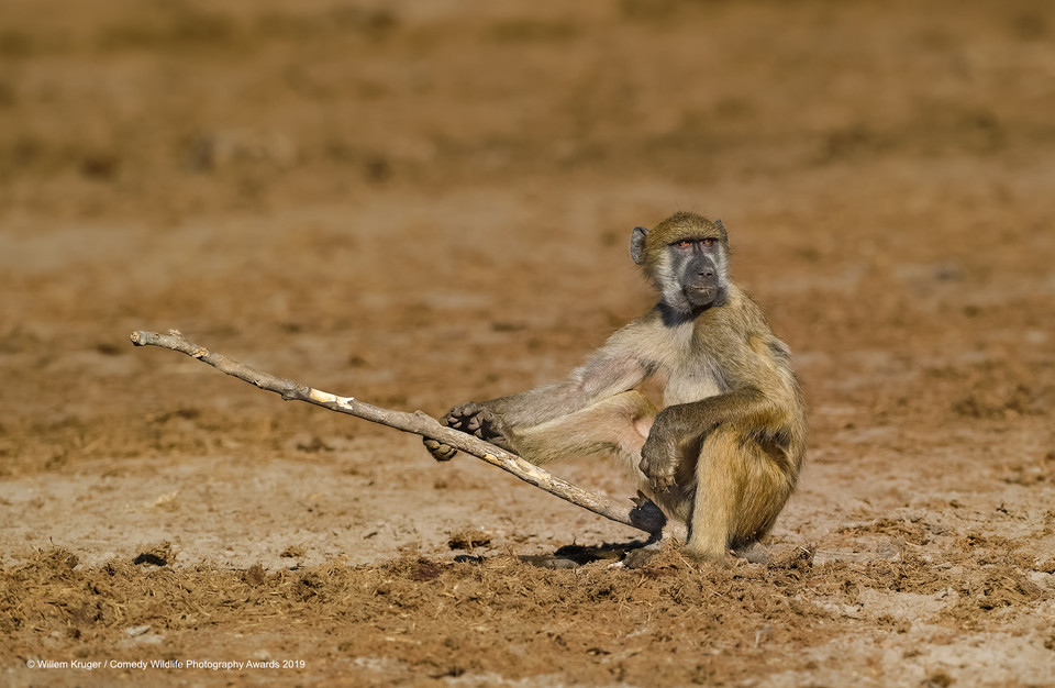 Finaliści Comedy Wildlife Photo Awards 2019