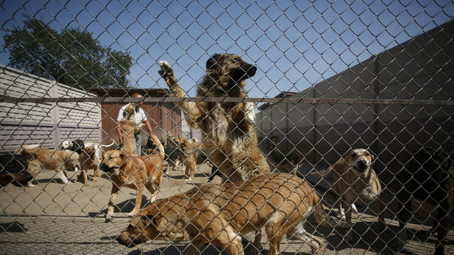 Wojtyszki nazywano obozem koncentracyjnym dla zwierząt. Zwierzęta cierpiały tam latami