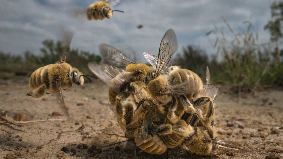 Pszczoły z gatunku Diadasia rinconis podczas godów.