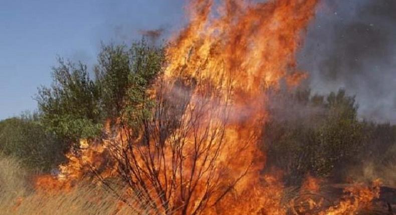 A burning bush