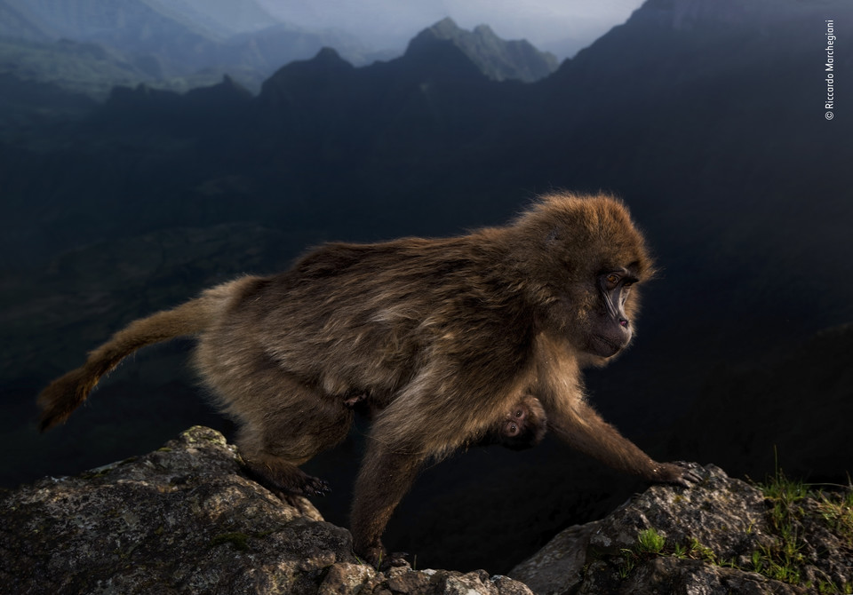 Zwycięskie zdjęcie Wildlife Photographer of the Year 2019 (kategoria 14 - 17 lat), autor Riccardo Marchegiani