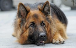 Komisarz Alex i jego opiekunowie. QUIZ dla fanów serialu