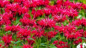 Pysznogłówka ogrodowa urośnie choćby tam, gdzie inne kwiaty nie dają rady. Czerwone i różowe pióropusze wypełnią ogród na długo