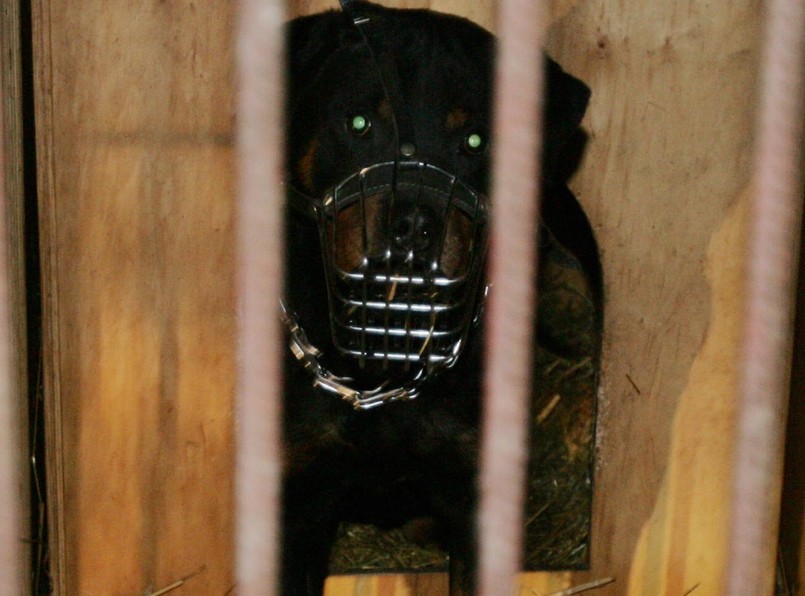 Rottweiler zagryzł siedmiomiesięczną dziewczynkę