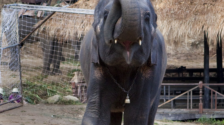 A turistáknak fogalmuk sincs, mi történik, ha az elefánt a gerincükre lép. / Fotó:Northfoto