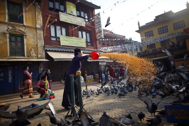 Nepal gołębie Katmandu zdjęcie tygodnia 23 marca 10