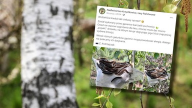 Wygląda jak tarantula. Leśnicy ostrzegają. "Nie polecamy dotykania"