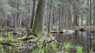 Znamy termin kolejnego wysłuchania ws. Puszczy Białowieskiej