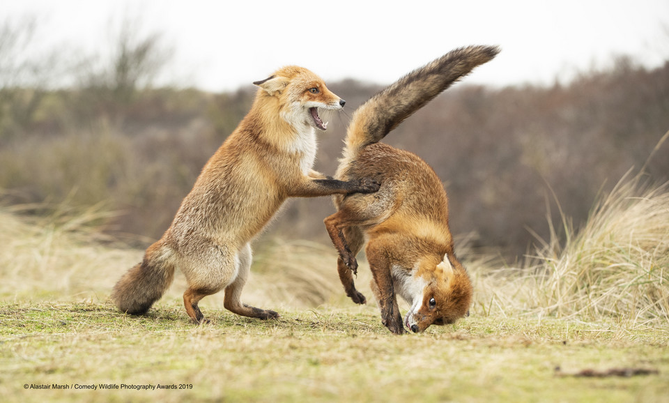 Finaliści Comedy Wildlife Photo Awards 2019