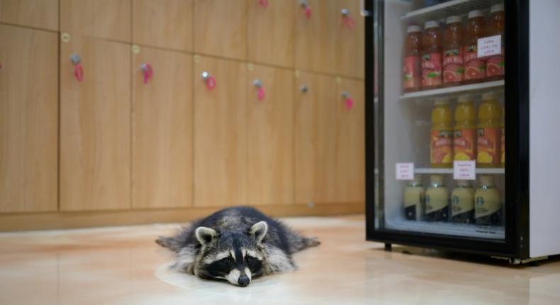 A raccoon cuts a lonely figure at the Eden Meerkat Friends Cafe in Seoul, where customers are few and far between