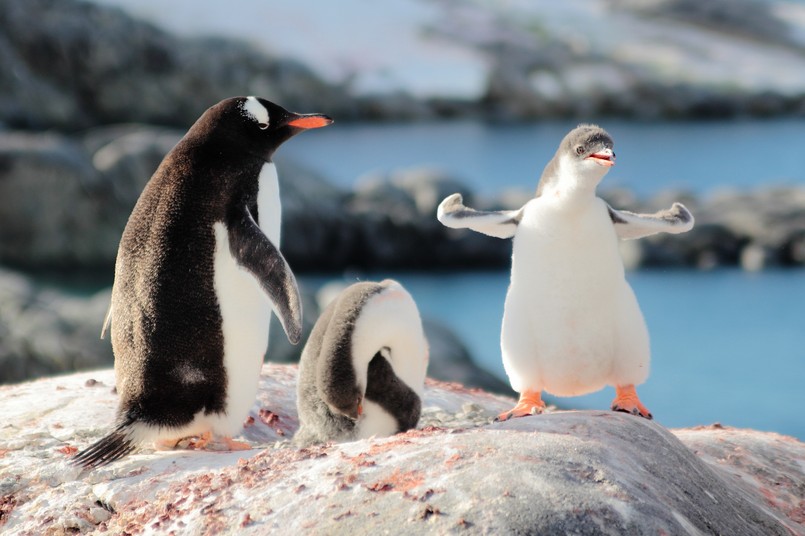 Strongest,Gentoo,Penguin,Cute,Funny,Baby,Chick,Mummy,Mom,Penguins