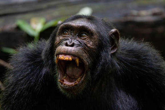 Šimpanze u Ugandi podeljene u smrtonosni rat koji traje 8 godina
