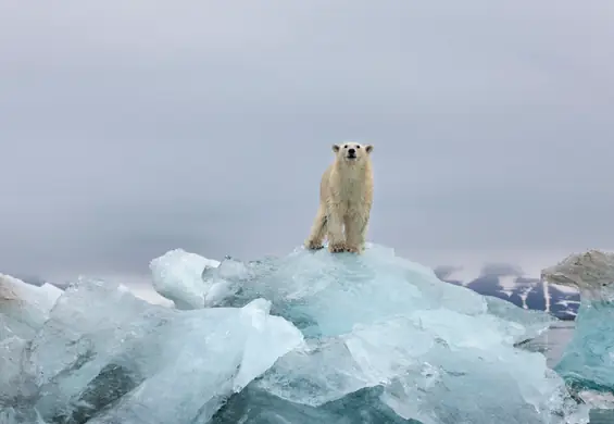 Smutny kalejdoskop zdjęć. Google na Dzień Ziemi pokazuje skutki zmian klimatycznych