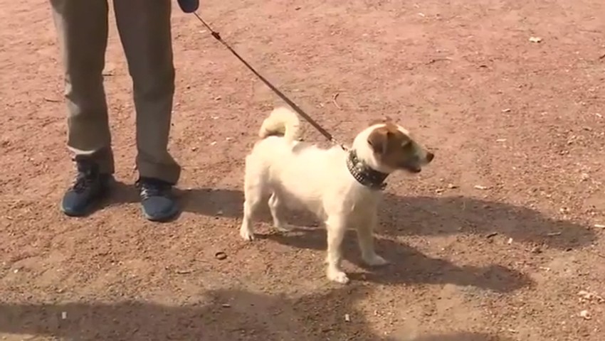 Pas treba da je skoro uvek na povocu