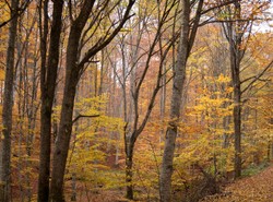 Wszystkich Świętych bez parasoli