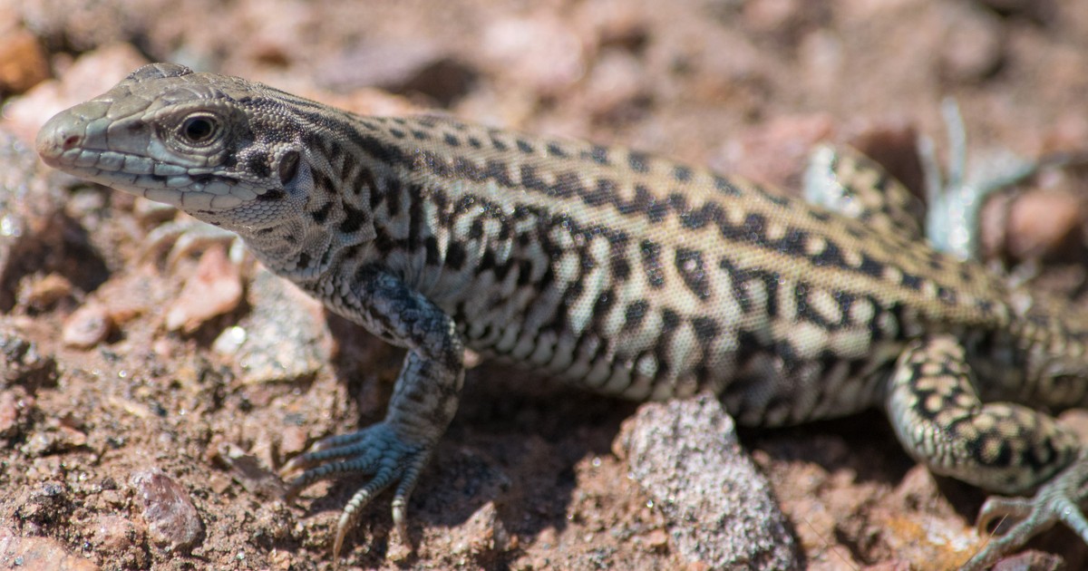 An allfemale lizard species that reproduces asexually stresseats to