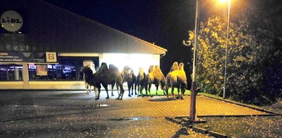 Siedem wielbłądów przyszło do Lidla. To nie żart!