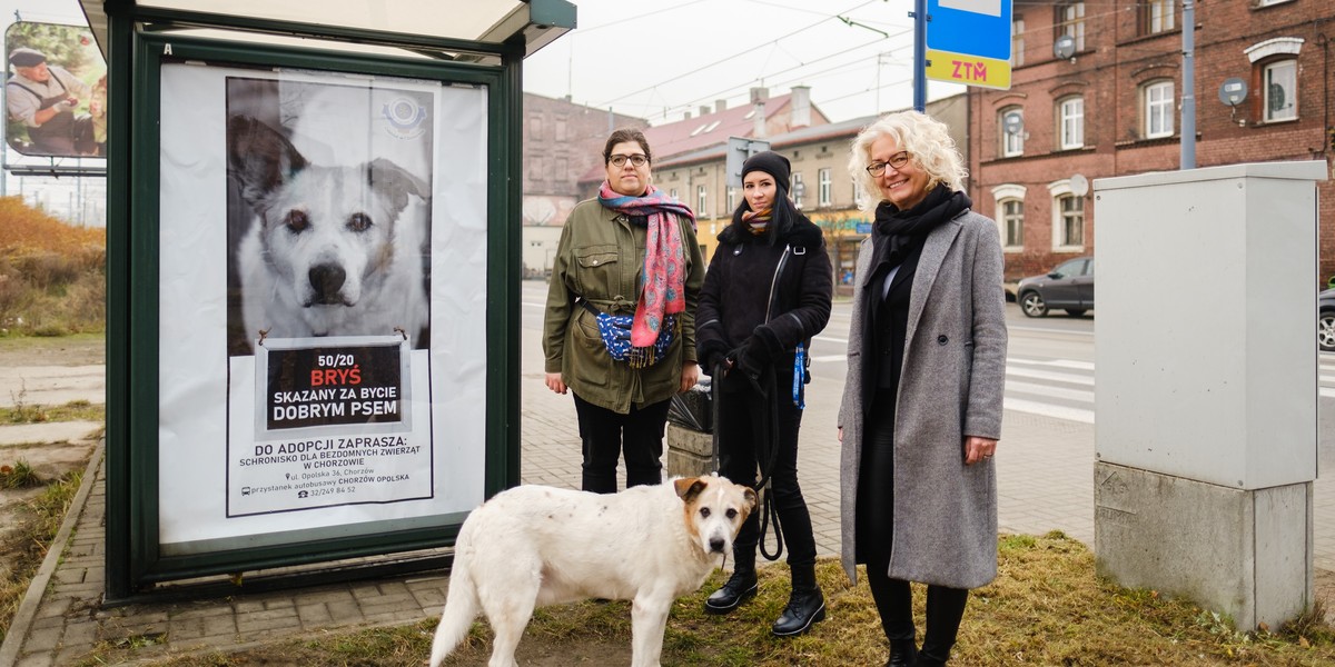 Nie skazujmy ich na schronisko. W Chorzowie ruszyła kampania promująca adopcję zwierząt