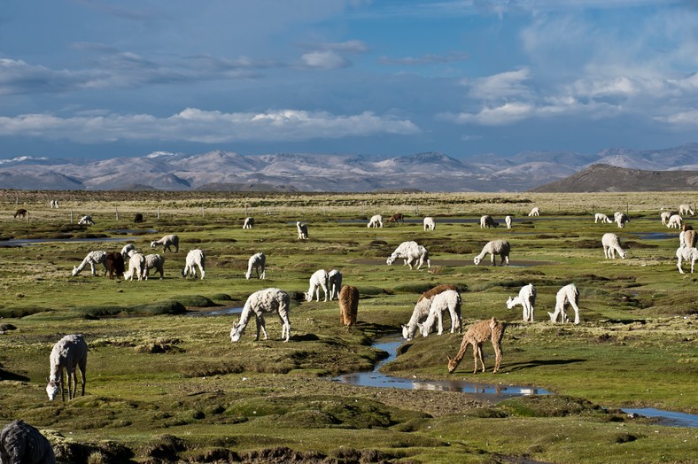 Lamy na Altiplano