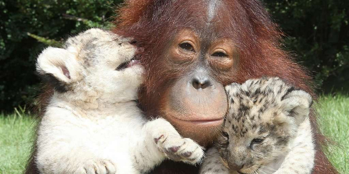 Orangutan ojcem lwiątek!