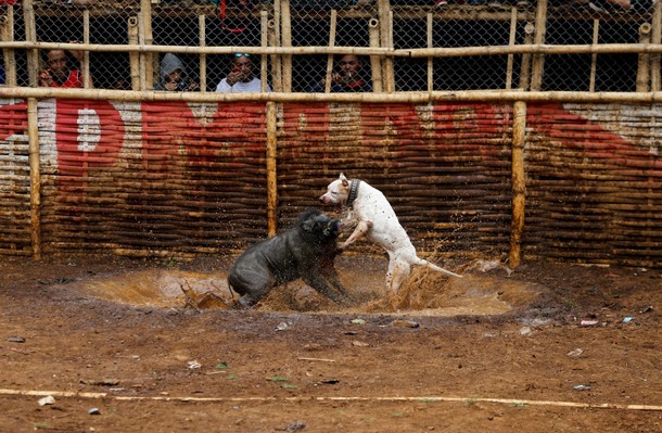 The Wider Image: Indonesian villages pit wild boars against dogs