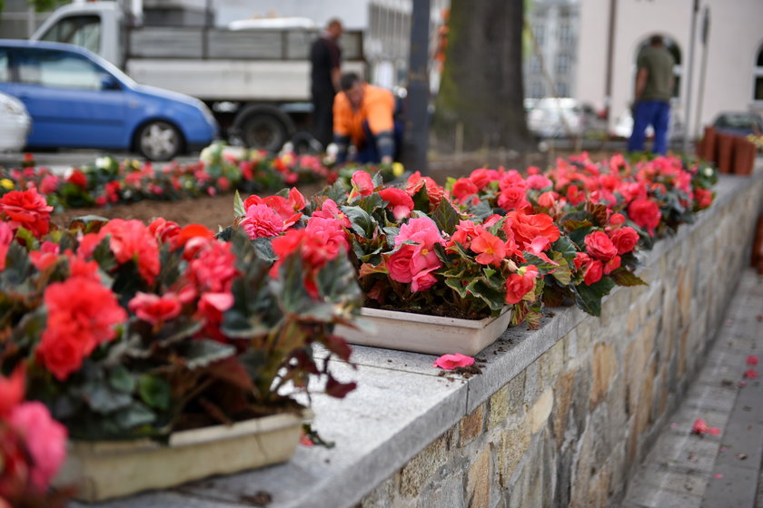 Pod urzędem miasta będą rosnąć nowe kwiaty