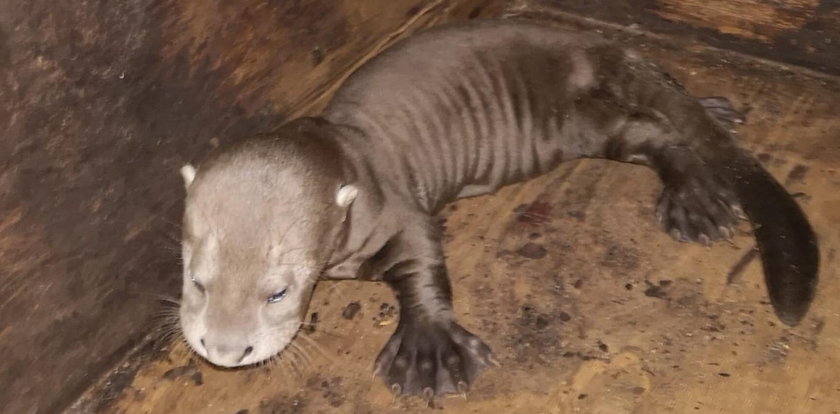 Tylko w łódzkim zoo! Wydry mają trojaczki!