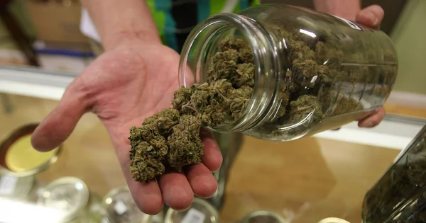Some illegal cannabis shops operating in NYC are selling weed contaminated  with salmonella and pesticides, survey says | Business Insider Africa