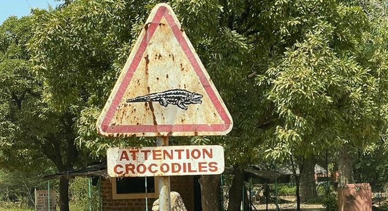 Tableau de la mare aux crocodiles