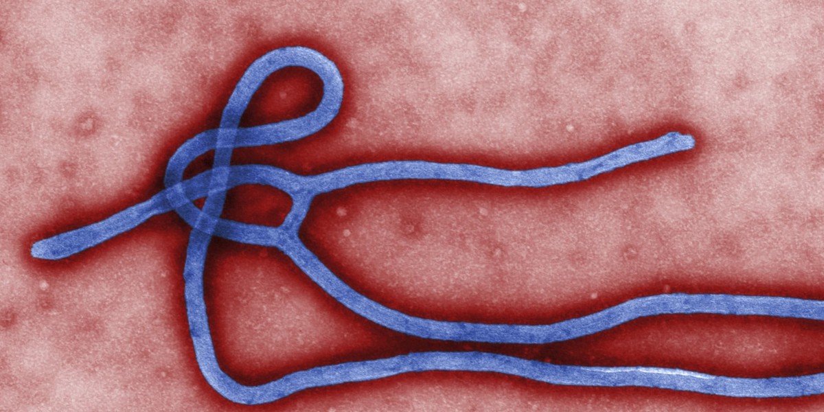 Wirus Ebola