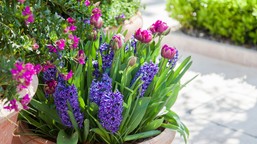 czy można sadzić tulipany wczesną wiosną? rośliny cebulowe w donicy [inspiracje]