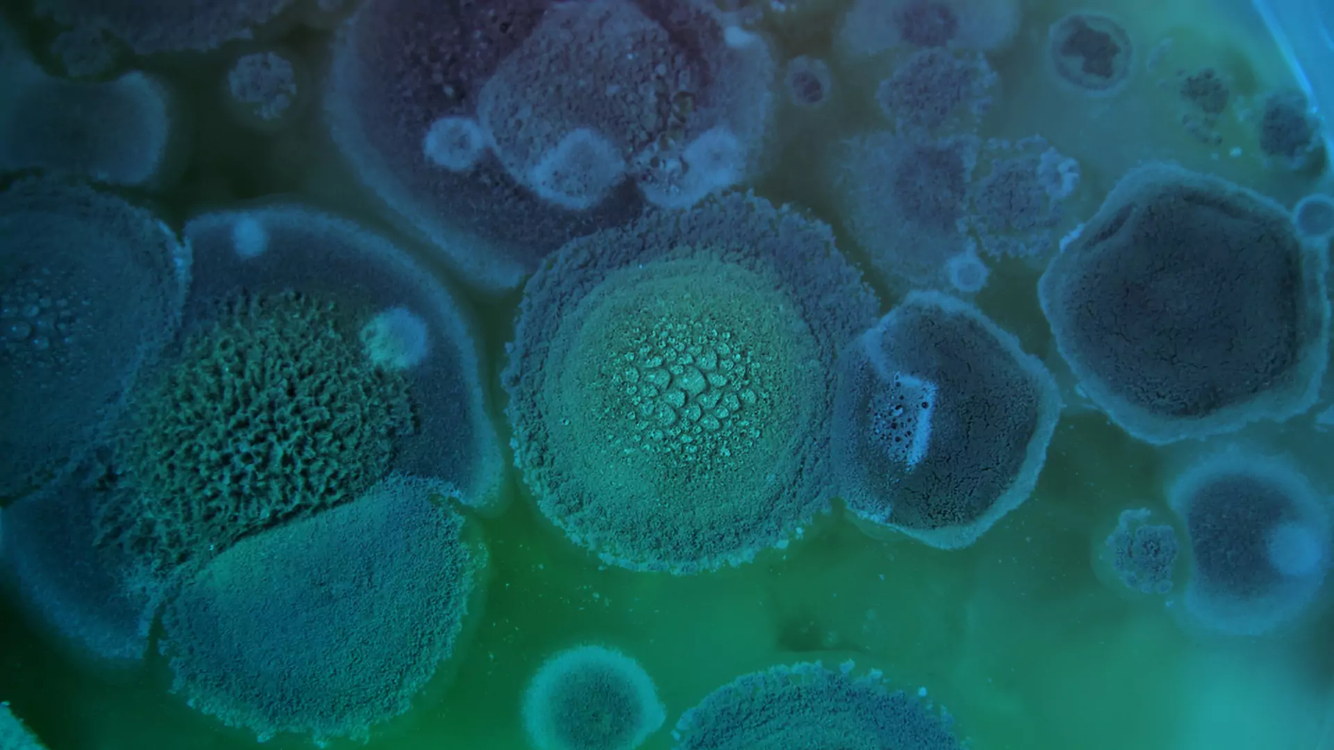 Komórki macierzyste. Jakie jest ich znaczenie?